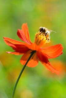 コスモスの蜜を吸う蜂