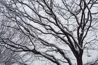 雪を被った枝