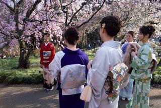 桜と和服