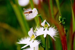 蜂と鷺草