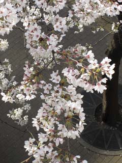 俯瞰桜