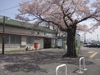 駅前の桜