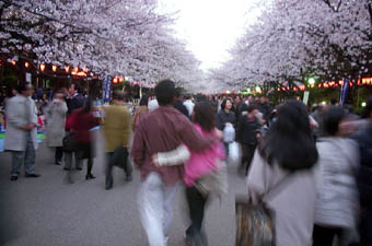 桜の通り
